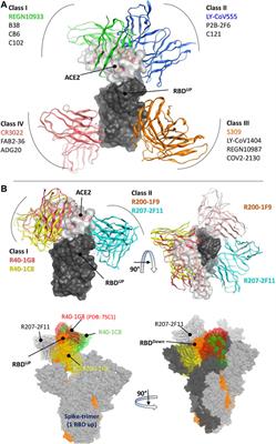 Assessment of neutralization susceptibility of Omicron subvariants XBB.1.5 and BQ.1.1 against broad-spectrum neutralizing antibodies through epitopes mapping